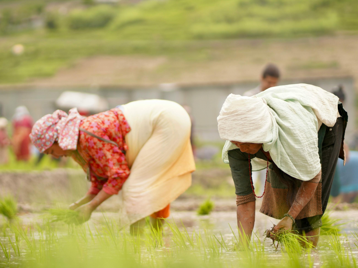 Women dressed in traditional South Asian attire, harvesting rice from Nepal’s endless rice paddy fields
