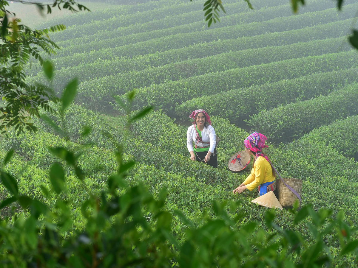Image alt text: To women smiling and conversing while harvesting tea in a lush green tea plantation