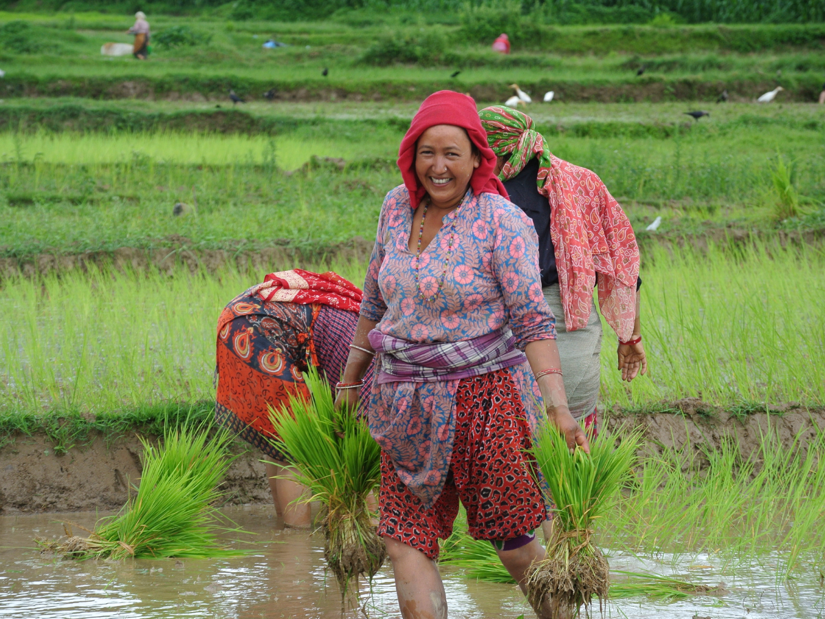 Smiling woman dressed in traditional South Asian attire, harvesting rice from Nepal’s endless rice paddy fields