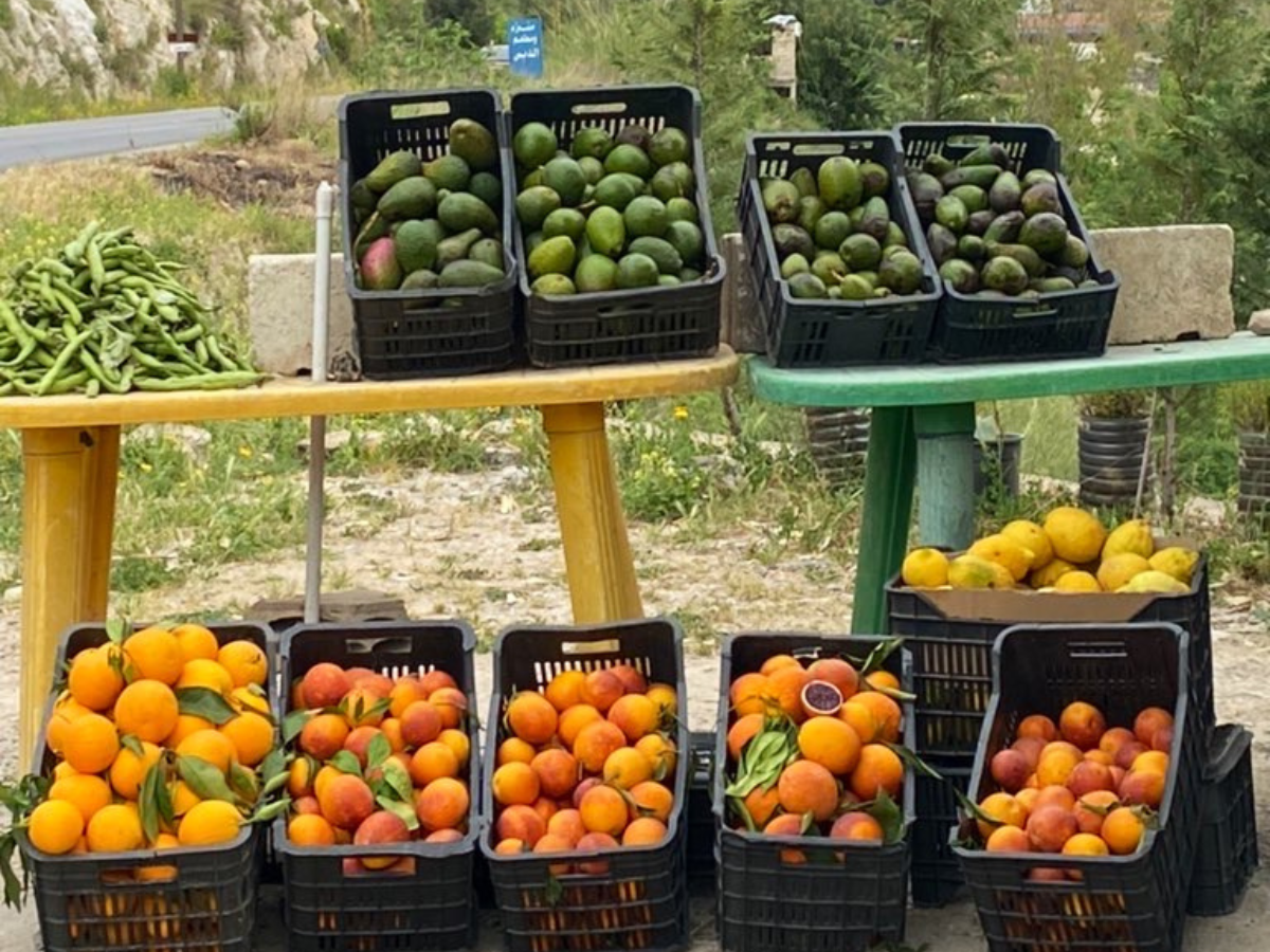 Organic homegrown avocados and citrus fruits on sale, photographed in the south of Lebanon