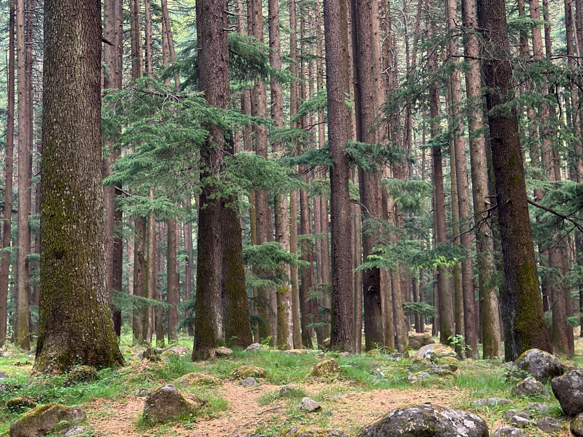 Himalayan Deodar trees in a forest park between Old Manali and New Manali, Himachal Pradesh
