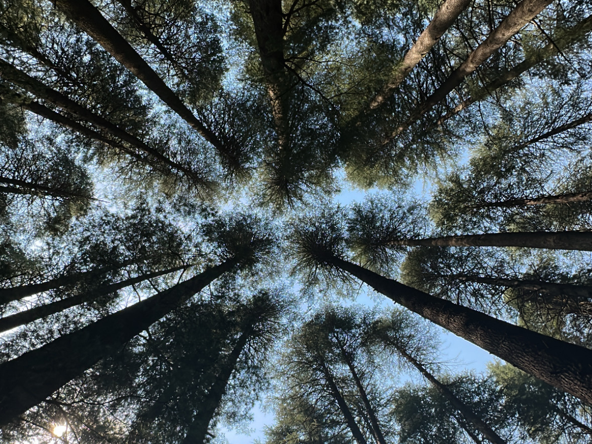 Himalayan Deodar trees in a forest park between Old Manali and New Manali, Himachal Pradesh