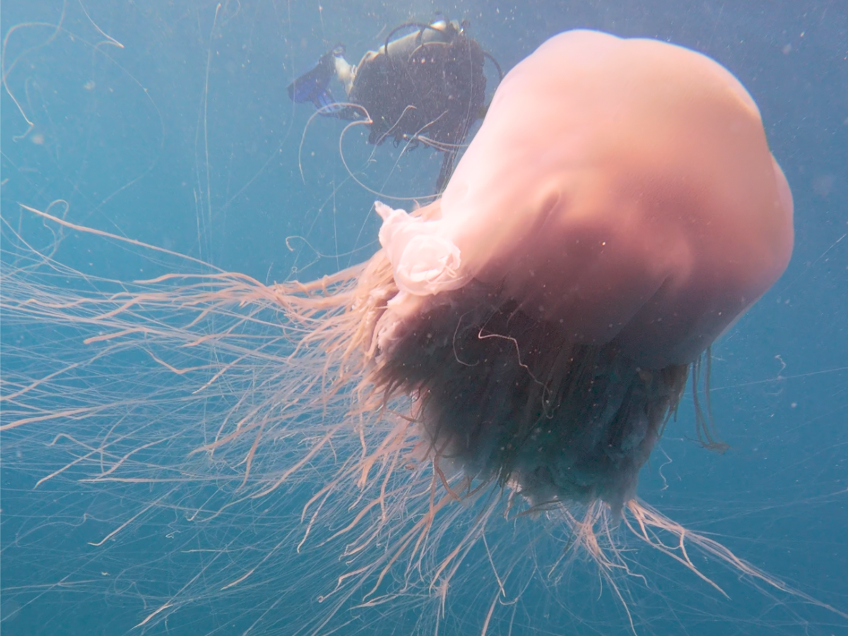 Lion’s mane jelly fish spotted in one of Thailand’s most popular beginner-friendly dive spots, known as Aow Leuk